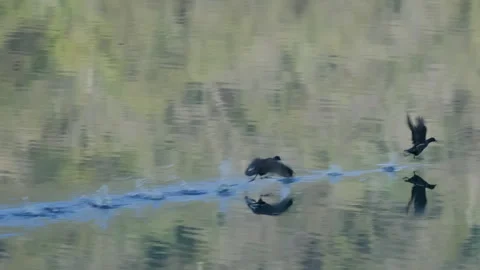 Common Coot Stock Footage 299563033