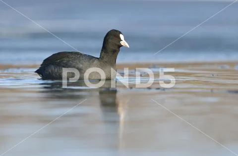 Common coot Fulica atra adult animal swims between ice on frozen lake Saxony Stock Photos