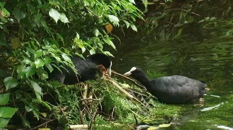 Common coot - fulica atra - with chicks on nest and feeding 02p Stock Footage 11144385