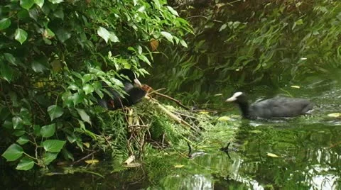 Common coot - fulica atra - with chicks on nest and feeding 03p Stock Footage 11144392