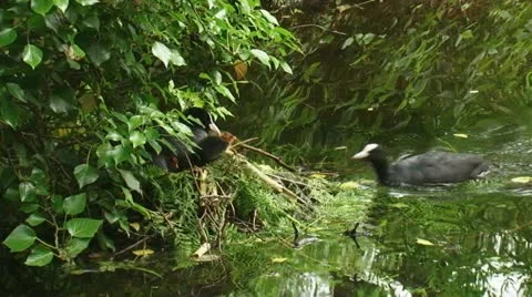 Common coot - fulica atra - with chicks on nest and feeding meerkoet 03i Stock Footage 11144397