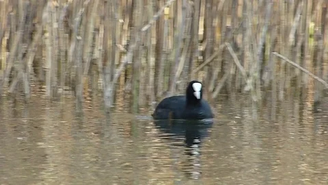 Common coot. (Fulica Atra). Coot swimming in lake. Stock Footage 74158578