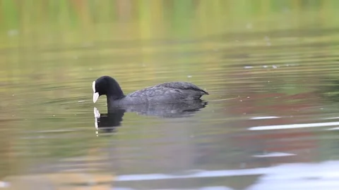 Common Coot (Fulica atra) Diving in the Lake, foraging for food Stock Footage 234744756
