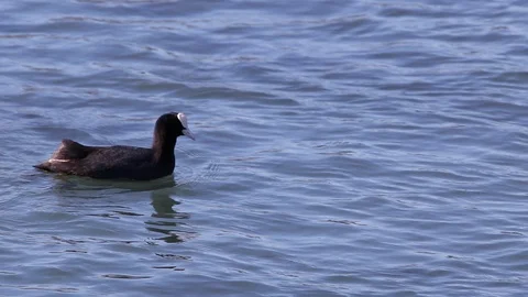Common Coot (Fulica Atra) floating and eating grass from beneath the surface Stock Footage 125944609