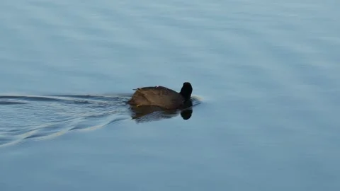 Common coot, Fulica atra HD Stock Footage 160591436