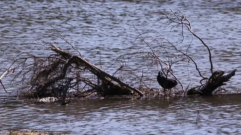 Common Coot (Fulica Atra) preening its plumage between submerged branches Stock Footage 126776598