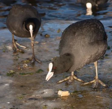 A common coot on the ice Stock Photos