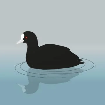 Common coot Illustrazione stock