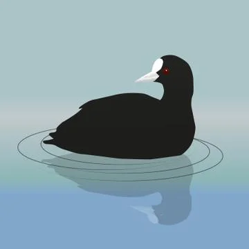 Common coot Illustrazione stock