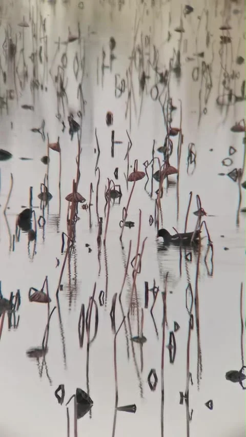 Common Coot Navigating Withered Lotus Stalks in West Lake, Hangzhou Видео 337386780