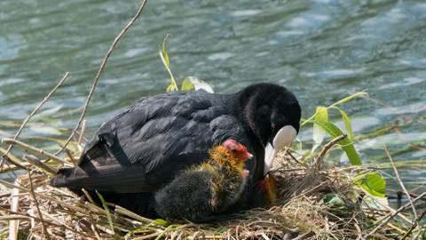 Common  coot on nest Stock Photos
