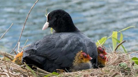 Common  coot on nest Stockfoto's