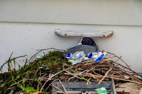 Common Coot Nesting with Plastic Litter on Urban Lake Shore in Switzerland Stock Photos