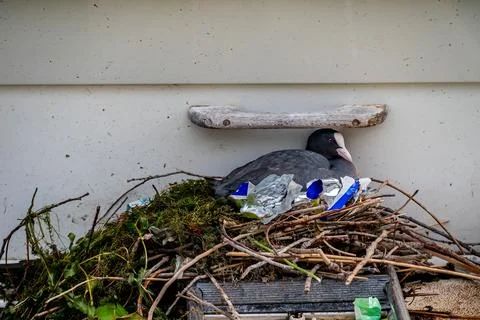 Common Coot Nesting with Plastic Litter on Urban Lake Shore in Switzerland Stock Photos