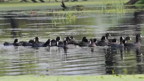 Common Coot or Eurasian Coot in Bharatpur Bird Sanctuary , Rajasthan Stock Footage 142828131