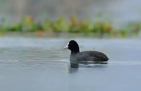 Common coot Stock Photos