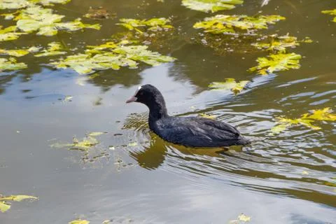Common coot on a pond Stock Photos