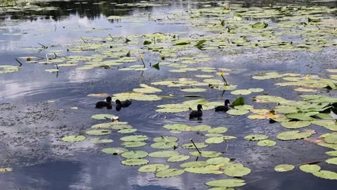 Common coot. Small black bird with white beak swimming on river Stock Footage 323664830