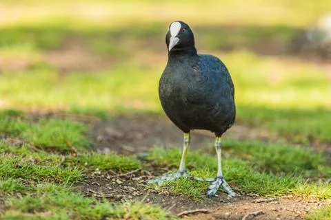 A common coot standing on grass Stock Photos