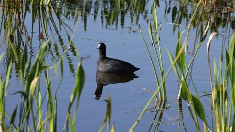 Common Coot Swims through a calm pond Vídeos de archivo 307302950