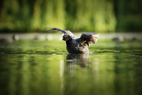 Common coot taking flight from water surface ( Fulica atra ) Stock Photos