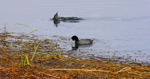COMMON COOTS Stock Footage 183494530