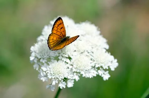 Common copper butterfly Stock Photos