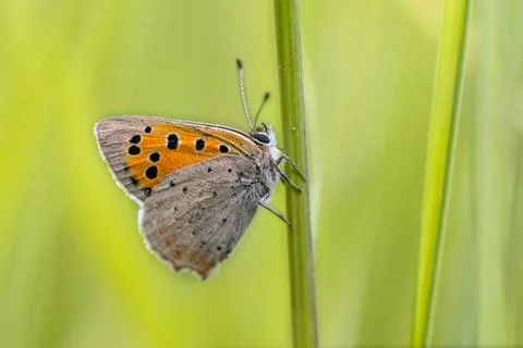 Common copper on green background Stock Photos