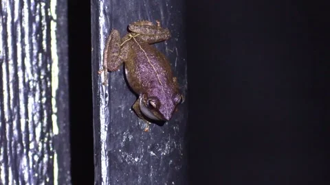 Common Coqui Frog Calling Chirping Breeding Call Song Noise Inflating Throat Sac Stock Footage 297561581