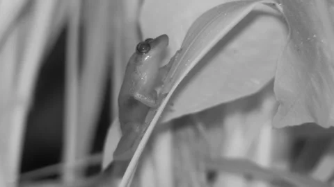 Common Coqui Frog on Leaf in Hawaii Forest Jungle at Night in Infra-red Stock Footage 297559569