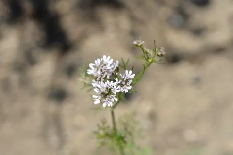 Common coriander flower Stock Photos