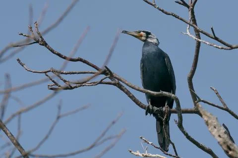 Common cormorant stand on branches Foto stock