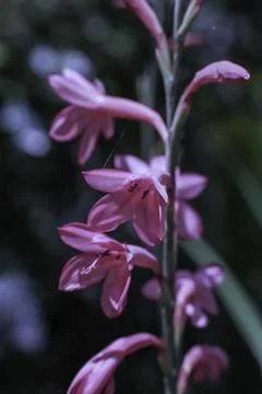 A Common Corn-Flag bloom Stock Photos