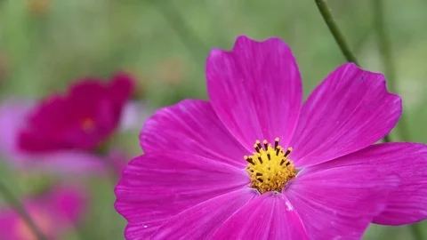 Common cosmos flowers Stock Footage 83104736