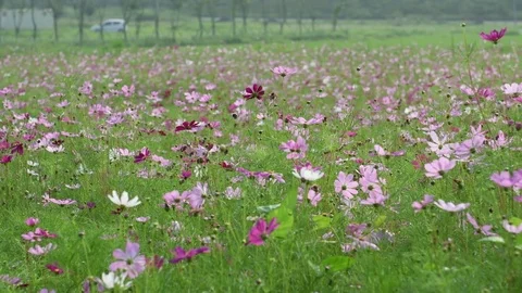 Common cosmos flowers Stock Footage 83467892