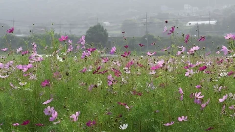 Common cosmos flowers Stock Footage 83467897