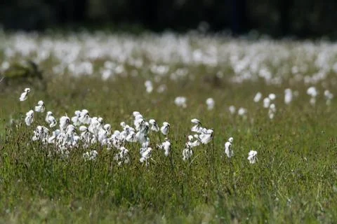 Common cotton grass view Stock Photos