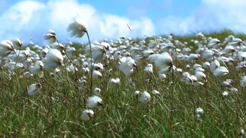 Common Cotton Grasses are Moving with Wind Softly, Slow Motion, Loop Stock Footage 157447049