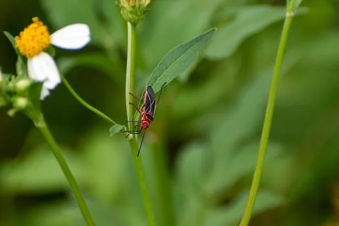 Common Cotton Stainer Bug aka Dysdercus suturellus in Everglades National Par Stock Photos
