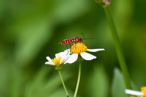 Common Cotton Stainer Bug aka Dysdercus suturellus in Everglades National Par Stock Photos