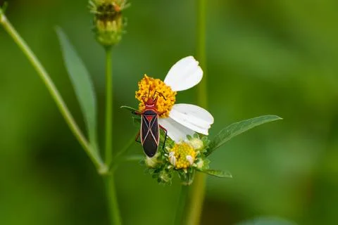 Common Cotton Stainer Bug aka Dysdercus suturellus in Everglades National Par Stock Photos
