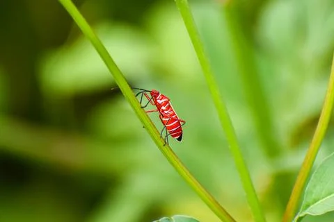 Common Cotton Stainer Bug aka Dysdercus suturellus in Everglades National Par Stock Photos