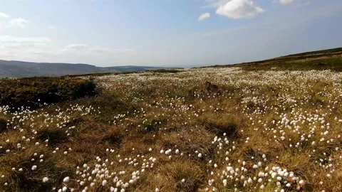 Common cottongrass in Irish bogs with view of the Dublin mountains Stock Footage 133063487