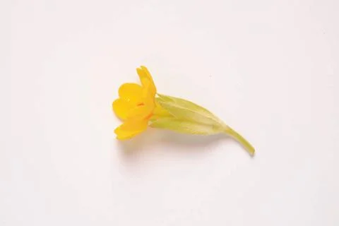 Common cowslip, or cowslip primrose, Primula veris, is a species of plant ... Stock Photos
