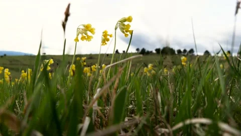 Common cowslip ( Primula Veris) blowed by the strong summer wind Stock-Footage 153616893