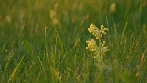 Common Cowslip (Primula Veris) Flower At Sunset Video stock 241350187