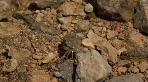 Common crab (Carcinus maneas) running to hide under large rock. 스톡 동영상 65645739