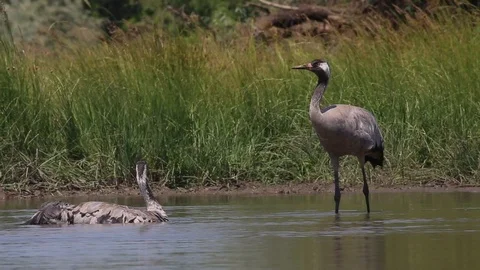 Common Crane bathing Video stock 124865988