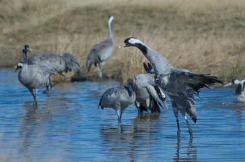 Common crane bathing in a lagoon. Stock Photos