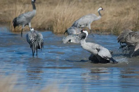 Common crane bathing in a lagoon. Stock Photos